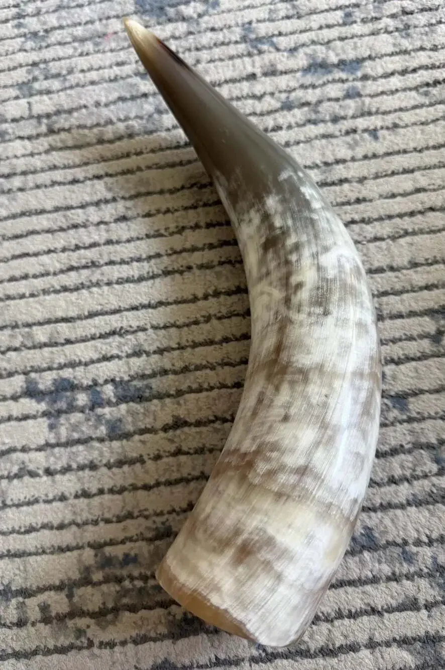 Natural Polished Steer Drinking Horn 13-Inch Decorative Horn